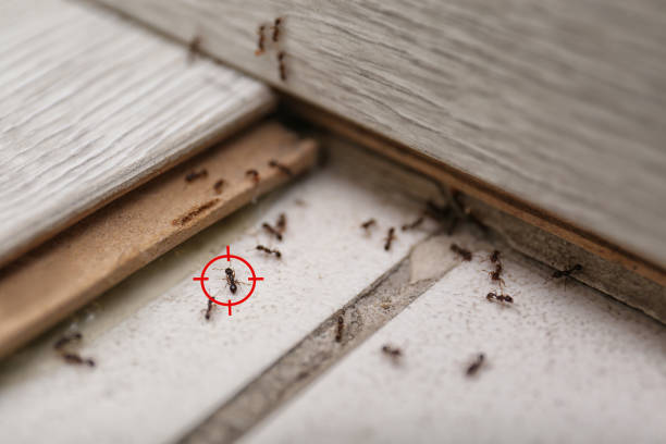 Best Cockroach Control Services  in West Yellowstone, MT
