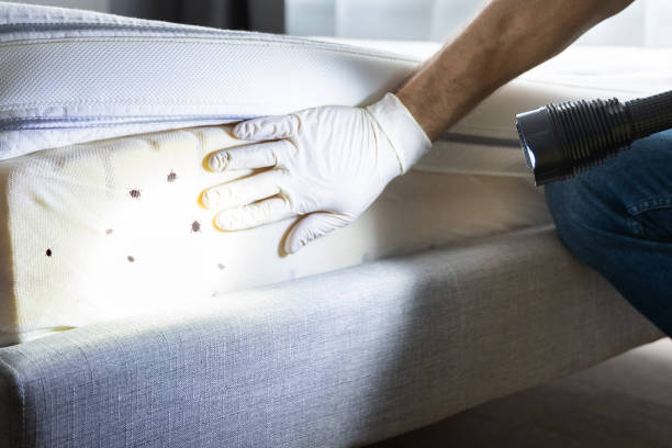 Best Flea Control Services  in West Yellowstone, MT