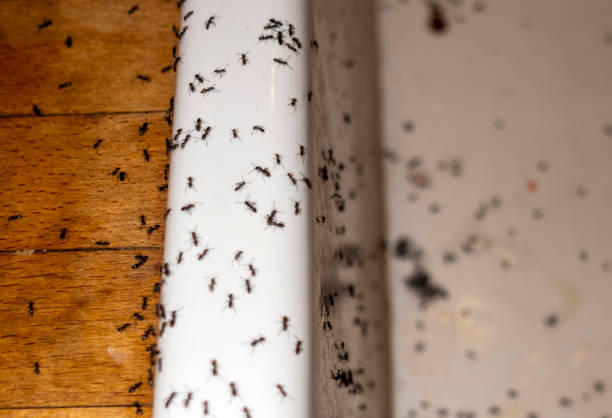 Best Residential Pest Control  in West Yellowstone, MT